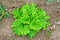 Curly Lettuce at the garden