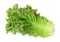 Curly lettuce salad