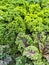 Curly lettuce in summer vegetable garden