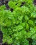 Curly parsley growing in the home garden