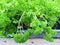 Curly parsley growing in pots