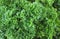 Curly parsley herb