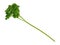 Curly parsley sprig on a white background