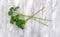 Curly parsley sprigs on a marble cutting board