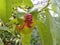 Curly on peach tree leaves. Leaf curl