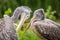 Curly pelican portrait in nature