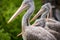 Curly pelican portrait in nature