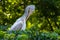 Curly Pelican portrait in nature