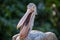 Curly Pelican portrait in nature