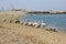 Curly pelicans on the beach