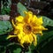 Curly petal sunflower.