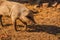 Curly pig of Hungarian breed Mangalitsa. mangalitsas curly hair hogs