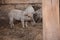 Curly pig of Hungarian breed Mangalitsa. mangalitsas curly hair hogs