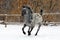 Curly rare spotted horse breed galloping  in winter ranch