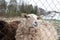 curly sheep behind bars sad eyes begging to eat