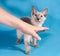 Curly small Cornish Rex kitten with blue eyes on blue