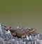 Curly Tailed Lizard on Fossilized Coral