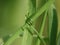 curly tendril of a plant along the stem