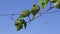 Curly tendrils and green leaves of grapevine branch against clear blue sky