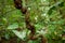 Curly vine at Niah caves national park