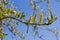 Curly willow branch with young leaves and catkins close-up