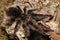 Curlyhair Tarantula Brachypelma albopilosum