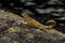 Curlytail lizard, palm beach