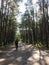 Curonian Spit Kaliningrad nature forest bike tour summer