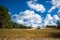 Curonian Spit landscape, small glade between pines and sand under the blue sky