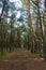 Curonian Spit's Dancing Forest, with its twisting pines creating a mystical pathway,