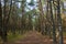 Curonian Spit's Dancing Forest, with its twisting pines creating a mystical pathway,