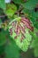 Currant aphid  on green currant leaves