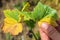 Currant bacterial diseases. Close-up of farmer hand while checking plant leaves. Garden care idea