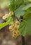 Currant berries Ribes among the foliage on a bush in Greece