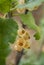 Currant berries Ribes among the foliage on a bush in Greece