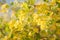 Currant Blossoms Ribes nigrum Soft Yellow Blooms