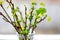 Currant branches with green leaves in a glass jar