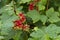 currant bush, berries ripen on a bush, red currant, summer