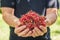 Currant. Close up of a man`s hand holding a ripe red currant. Summer harvest background