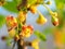 Currant flowers in sunset rays close-up. Petals of red and yellow color. Flowering plants. Bright and juicy illustration