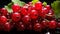 Currant Fruits Top-Down View Fresh Texture Healthy Living