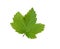 Currant leaf.
