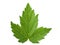 Currant leaf isolated