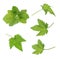 Currant leaf isolated