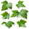 Currant leaf isolated. Collection