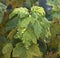 Currant leaves affected by gall aphids close - up view