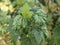 Currant leaves affected by gall aphids close - up view