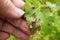 Currant leaves are affected by gall aphids. control of garden pests of fruit and berry crops