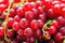 Currant organic berries
