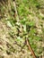 Currant plant branch in spring, Lithuania